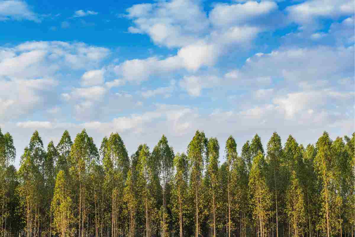 piantare alberi scienziato