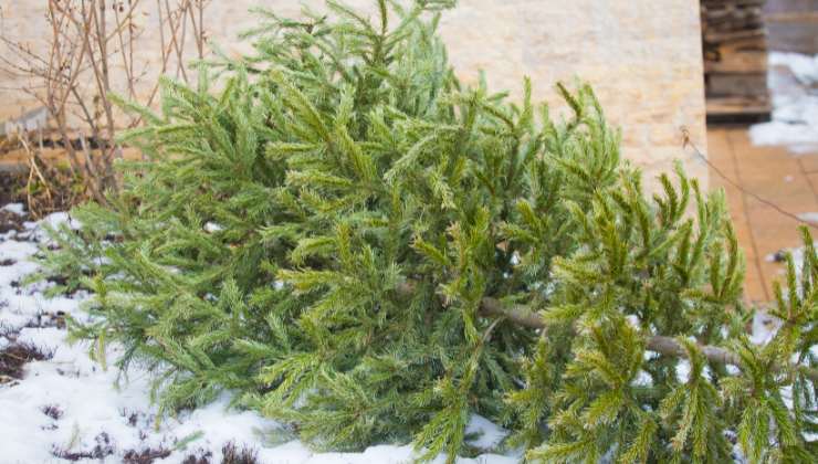 dove finiscono gli alberi di natale