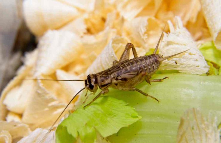 allevamento insetti Italia