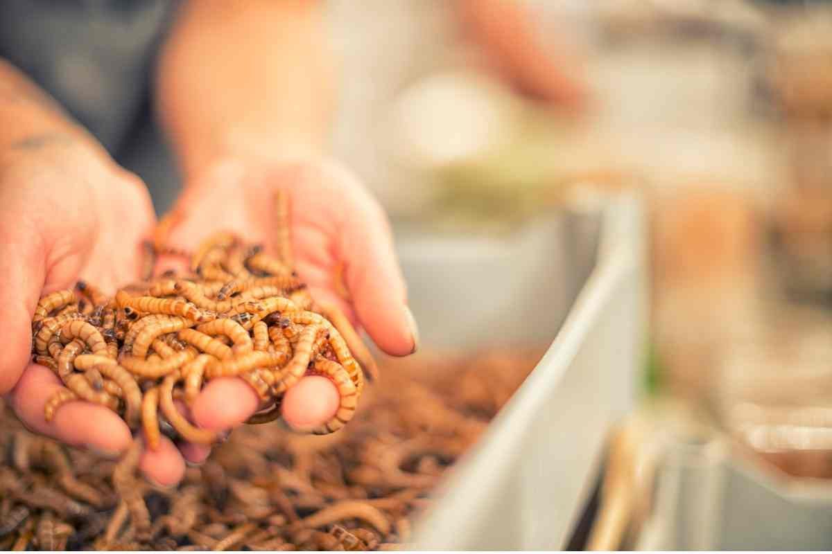 insetti cibi consentiti anche in Italia