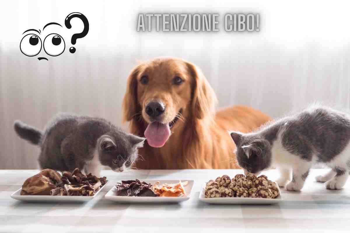 cibo animali attenzione