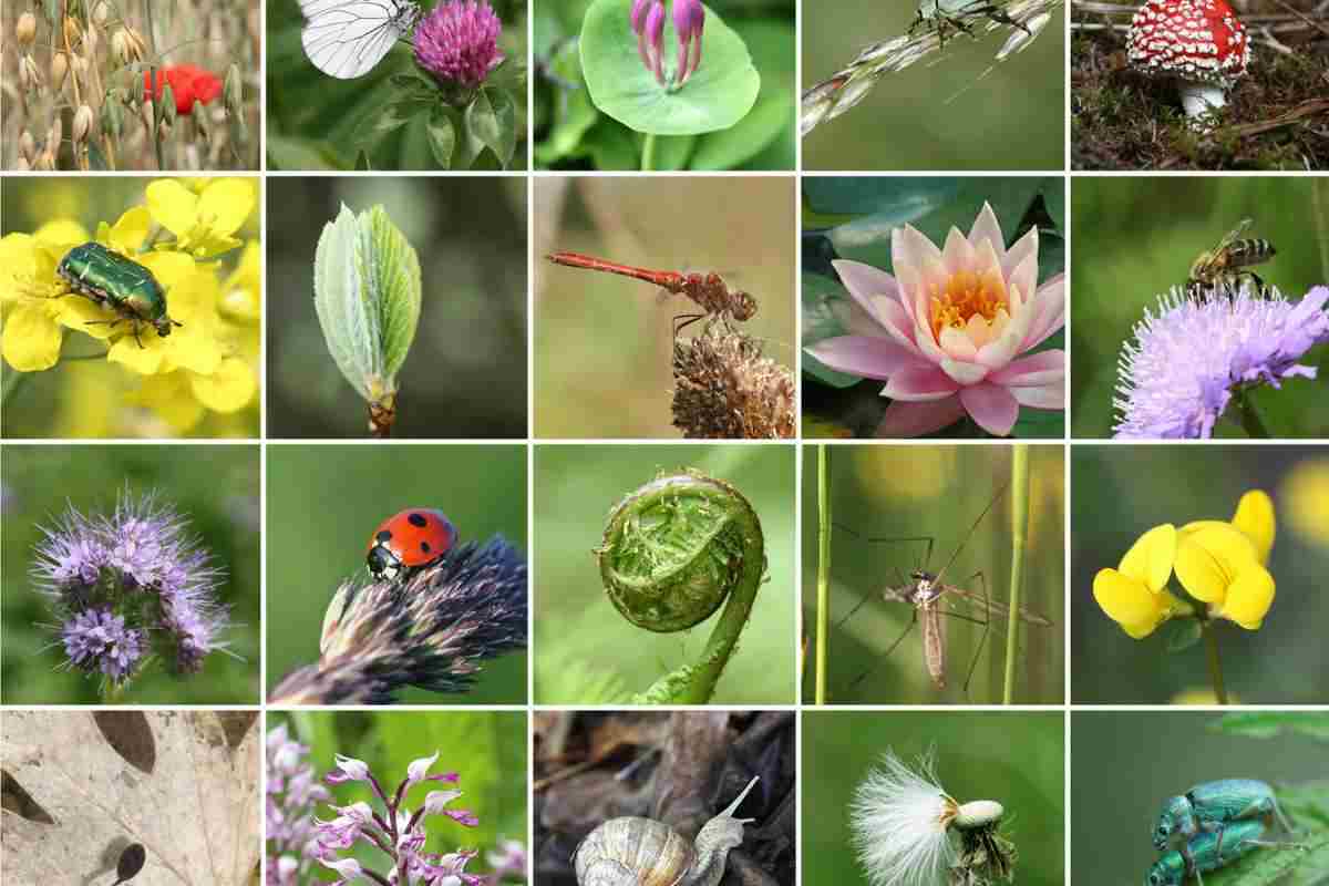 eventi per tutelare la natura e la biodiversità