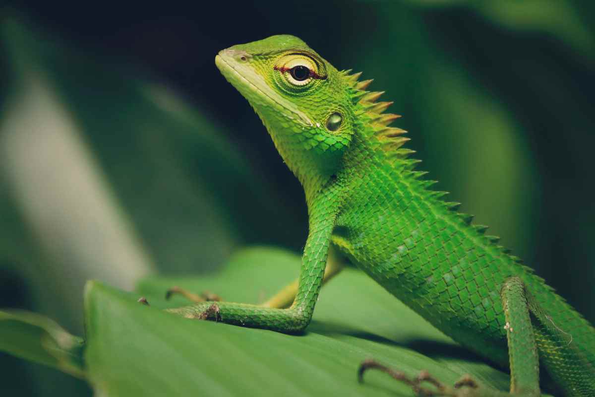 animali vietati in casa