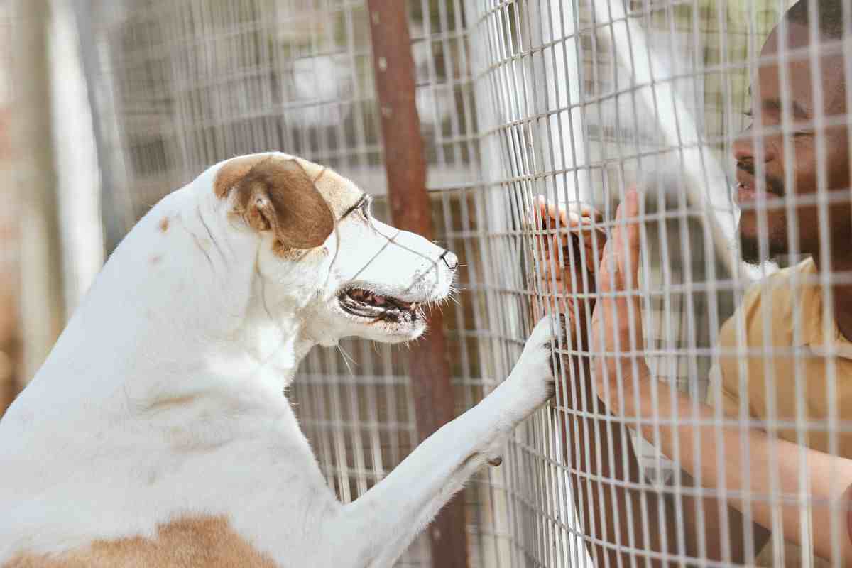 trasformazione cane dopo canile