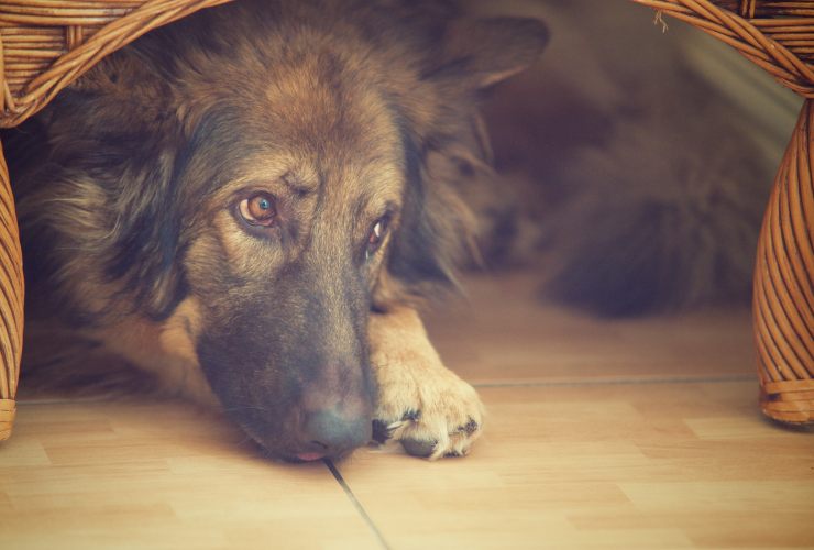 Tieni occupato il tuo cane così