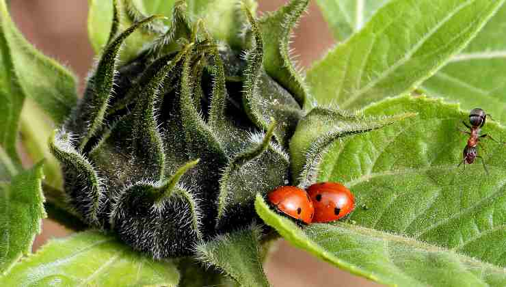 benessere giardino insetti