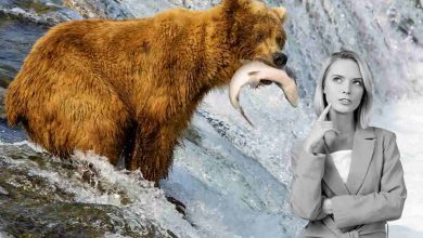 abbattimenti orsi estinzione