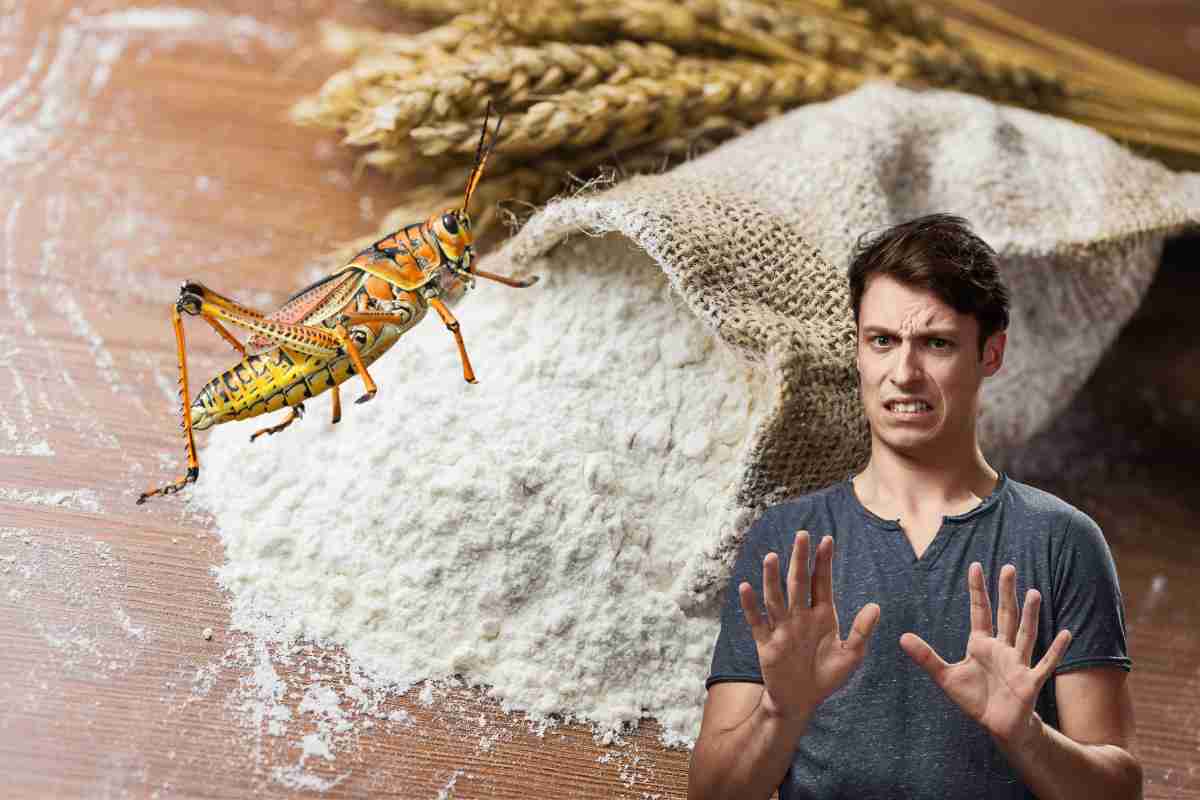 decreti sulle farine di insetti in italia