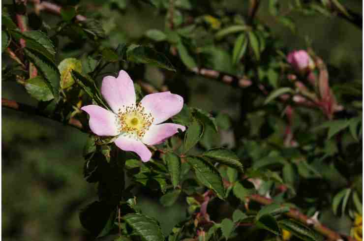 piante pericolo scoperta carnivore