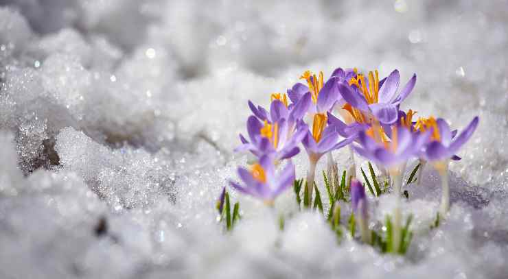 fiori che resistono al freddo rigido