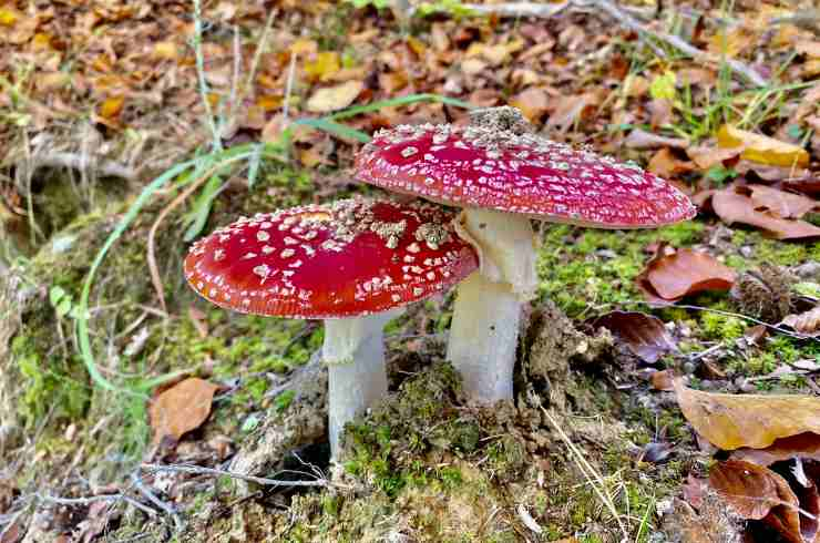 10 nuove specie piante e funghi