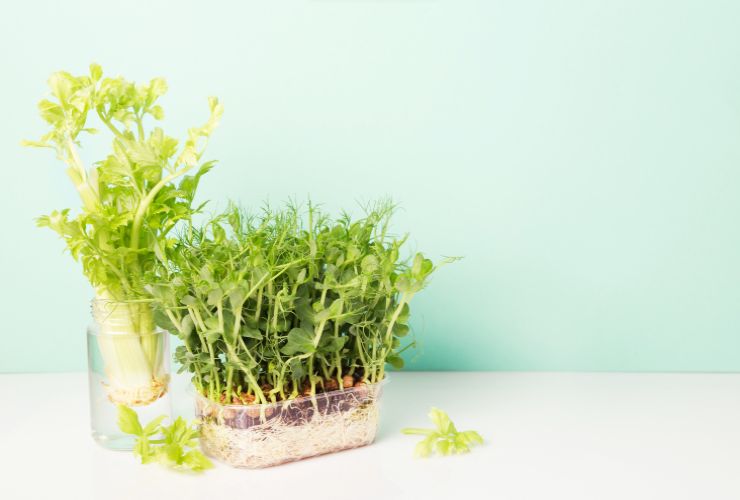 Tre alimenti che puoi coltivare in casa