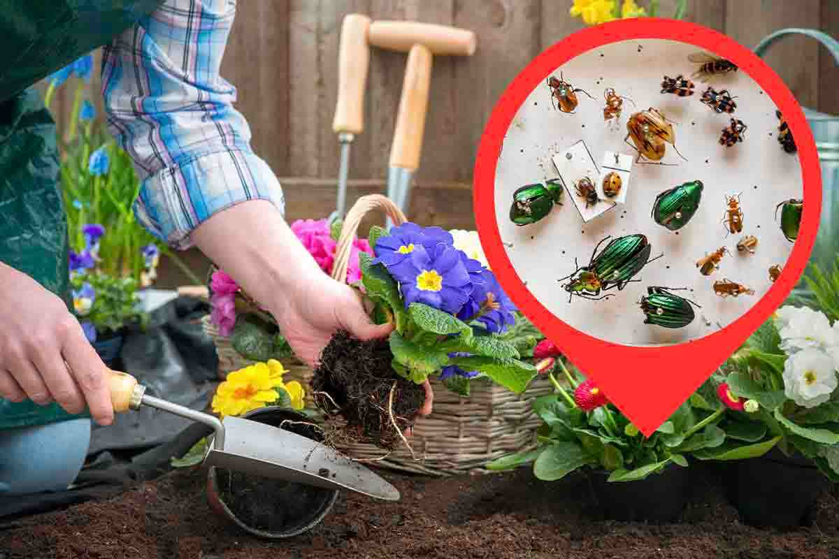 insetti utili per l'orto