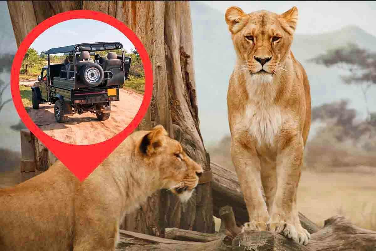 leoni non attaccano jeep motivo