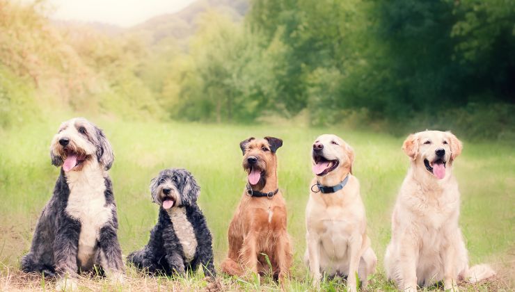 nuova legge sulla carne di cane