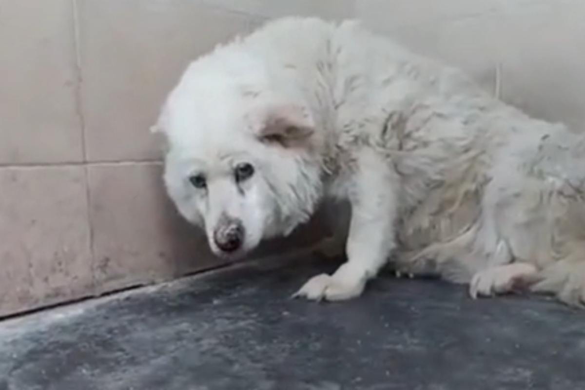 Lorelai storia cane