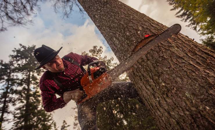 Cosa si rischia a tagliare un albero nella propria proprietà