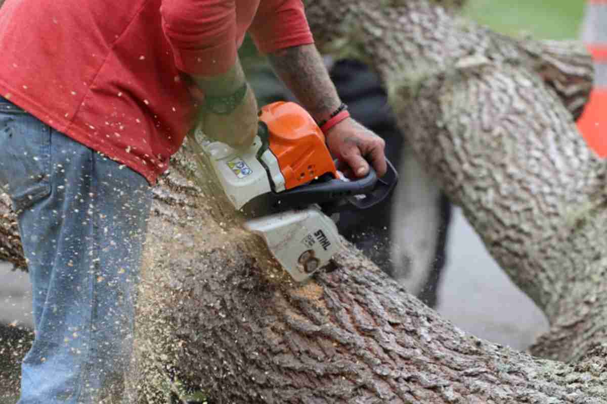 Cosa si rischia a tagliare un albero nella propria proprietà