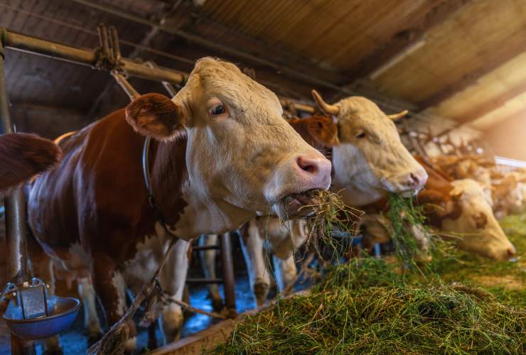 ridurre questo alimento può salvare milioni di vite