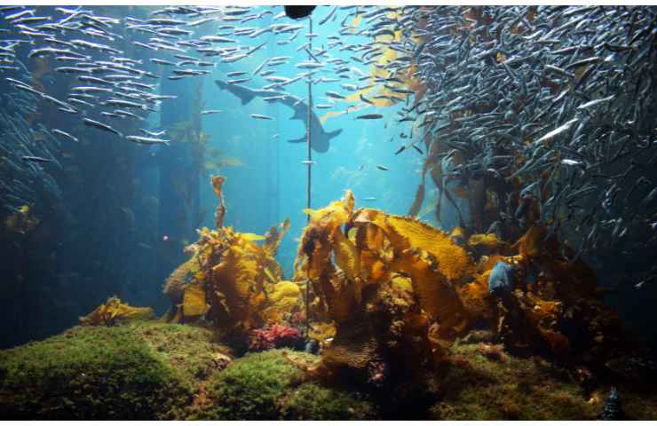 grande freddo e correnti oceaniche