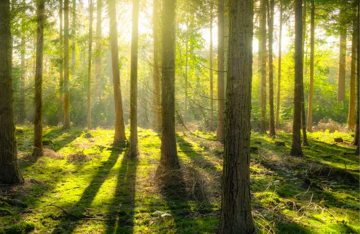 piantare alberi vantaggi e svantaggi