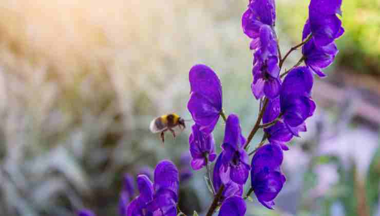 Fiori e piante da non mangiare mai: quali sono le specie tossiche