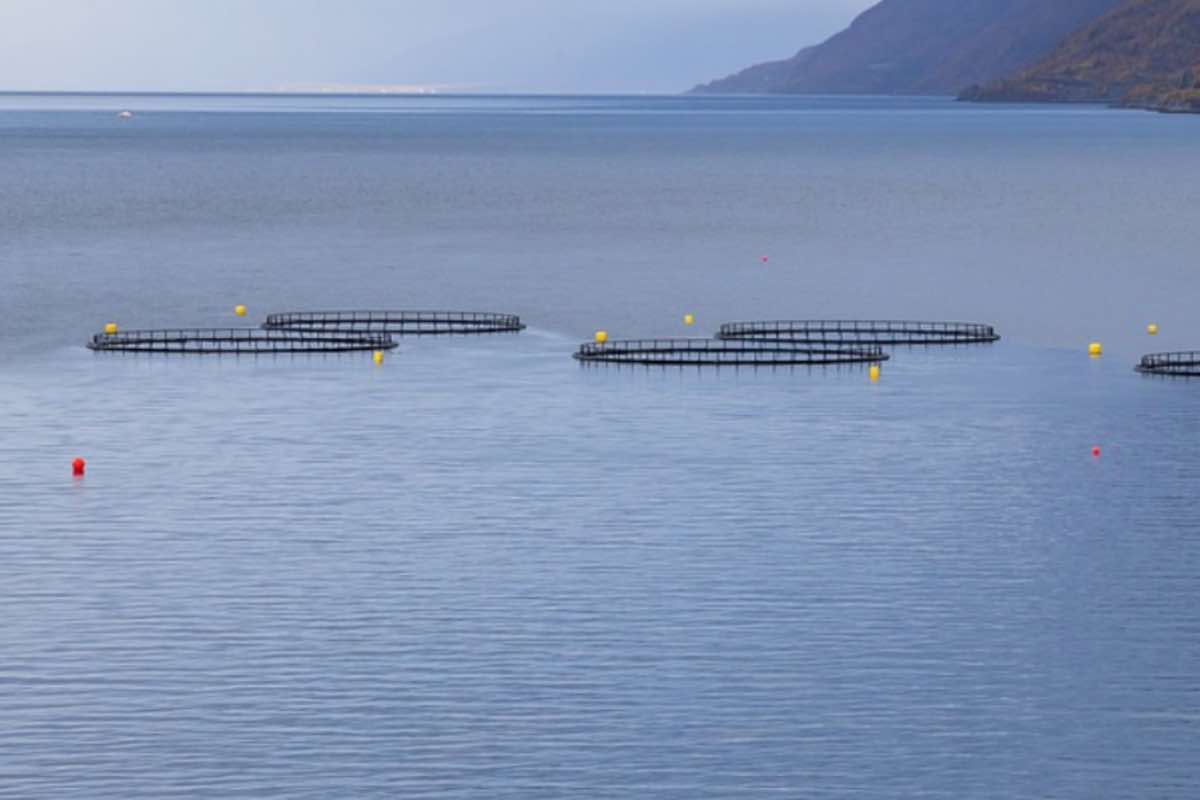 Allevamenti intensivi pesca conseguenze