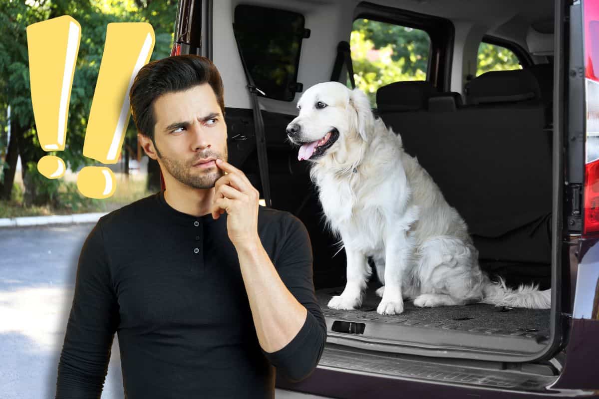 Regole sul trasporto animali in auto o in moto