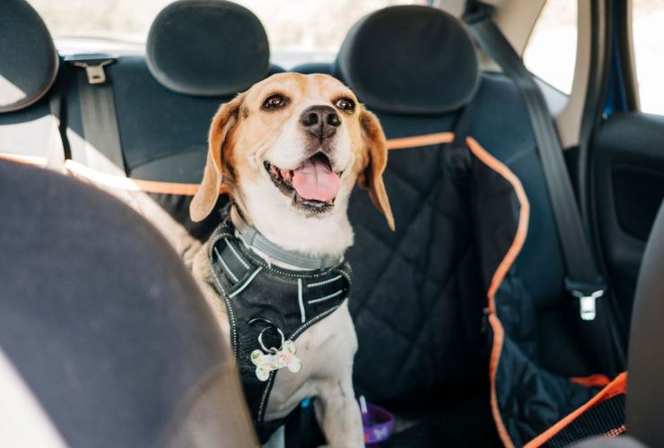 Norme da rispettare per il trasporto animali domestici in auto e in moto