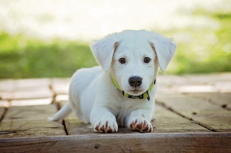 Bisogni dei cani e sanzioni
