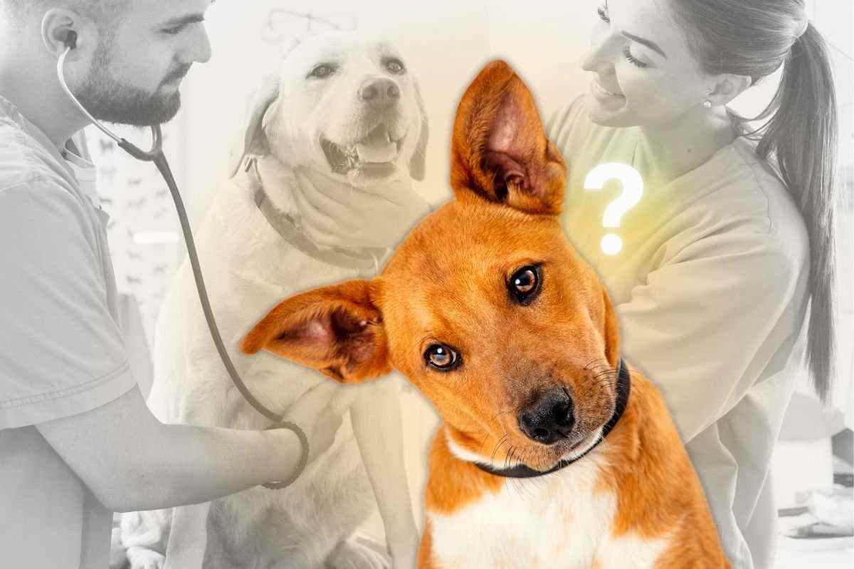 Perché il cane inclina la testa