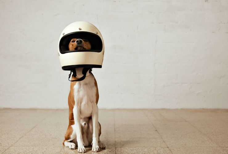 Trasporto animali in moto come funziona