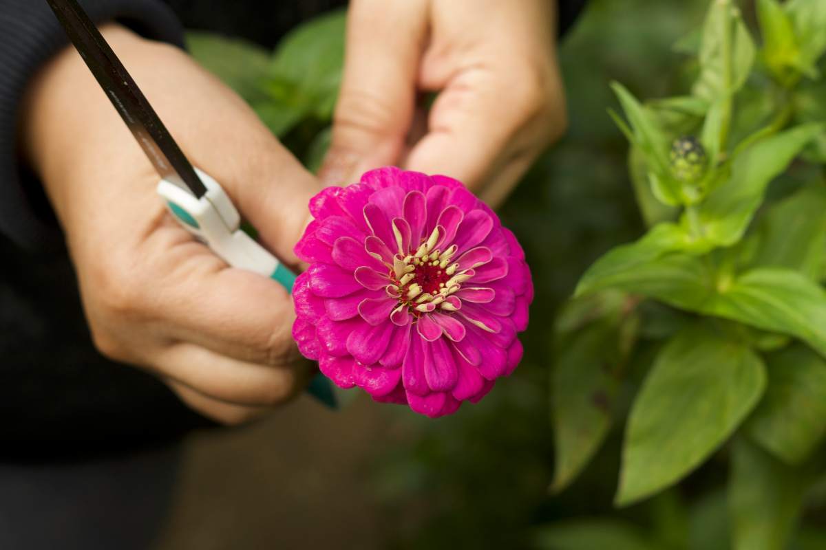 Come potare le piantine del giardino