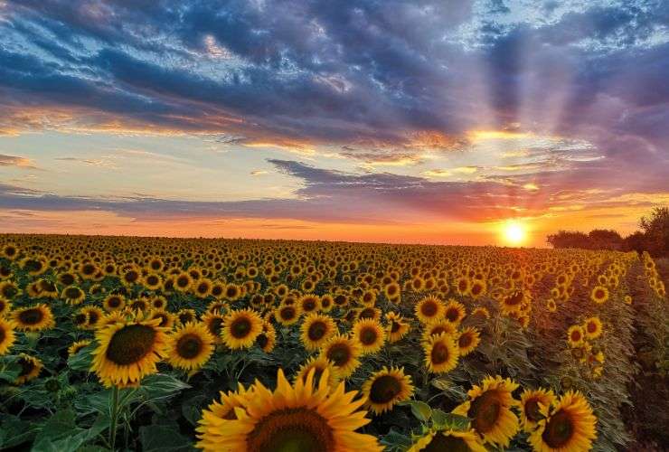 La storia del girasole