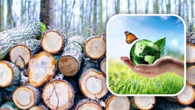 Produrre legname rispettando natura