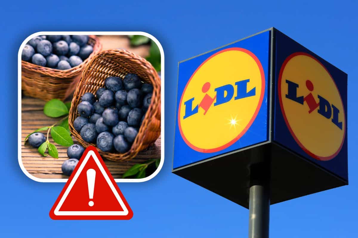 Richiamo mirtilli Lidl contaminati da Norivirus