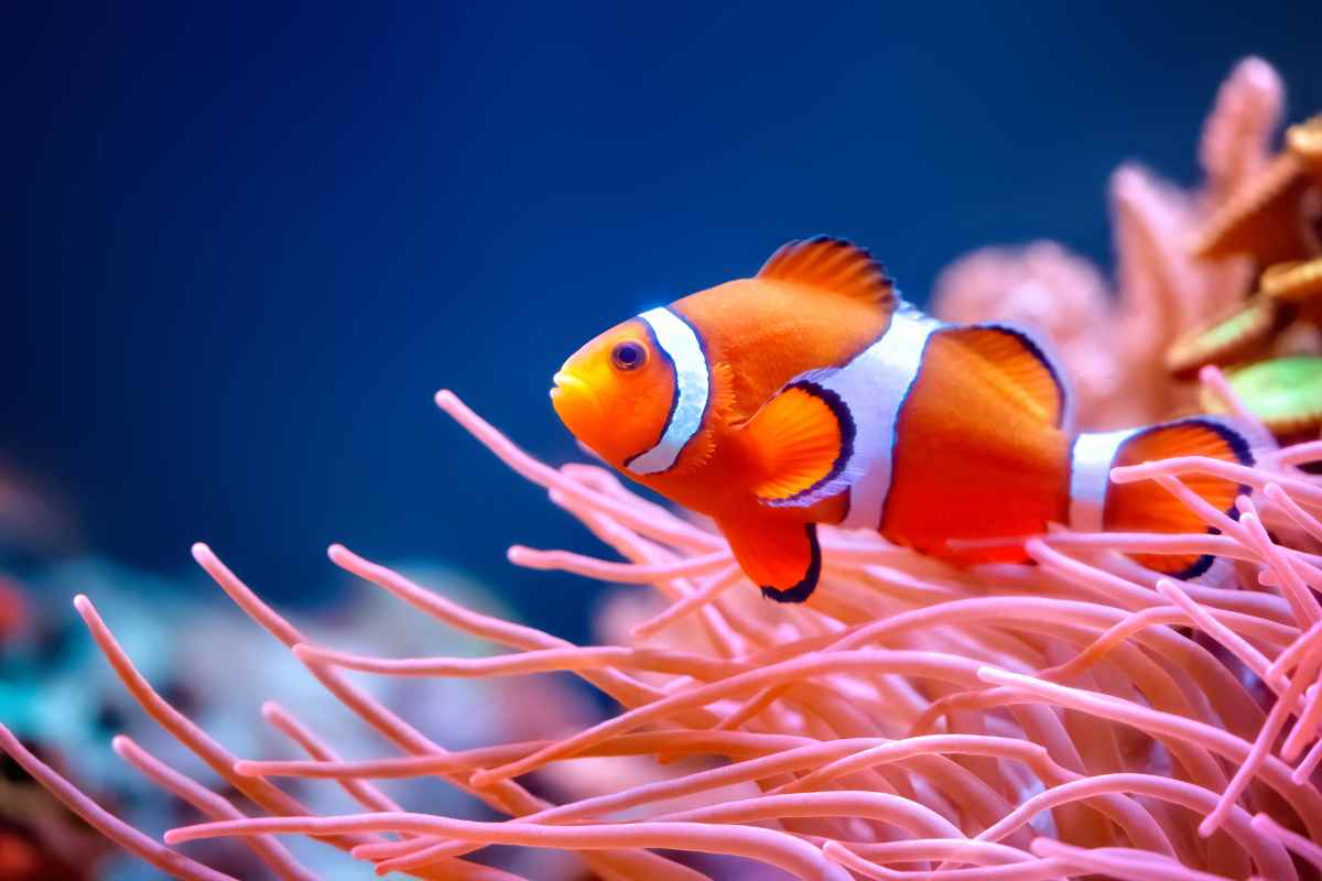 modi strani pesce pagliaccio