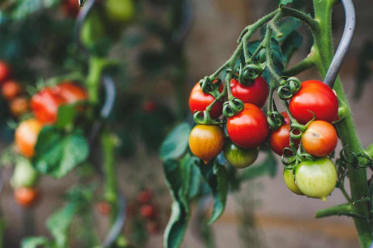 Addio pesticidi dalle piante