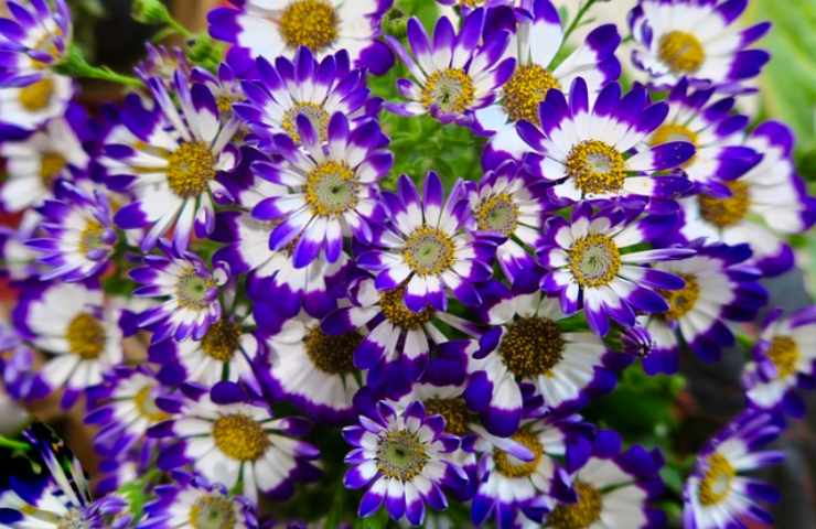 Pianta subito la cineraria