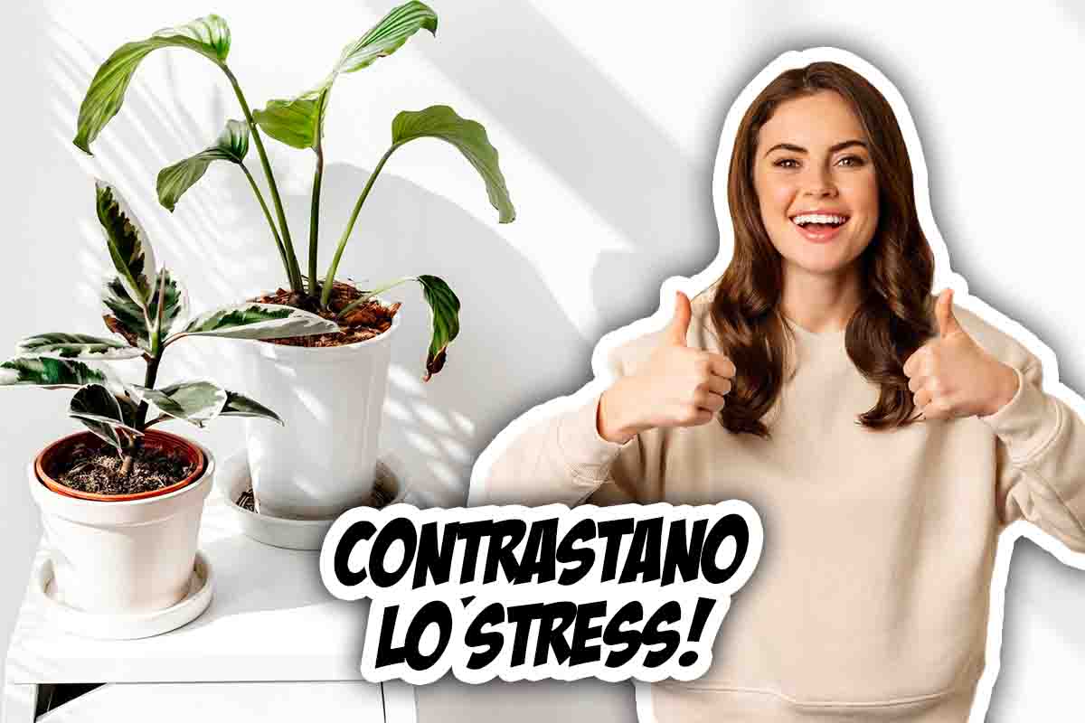 Piante per combattere lo stress quali sono