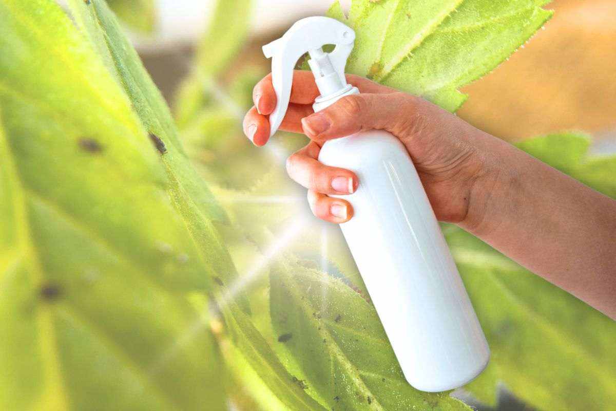 spray naturale preservare piante