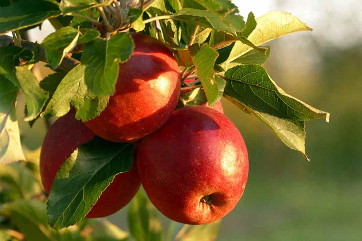 pesticidi frutta contaminazione