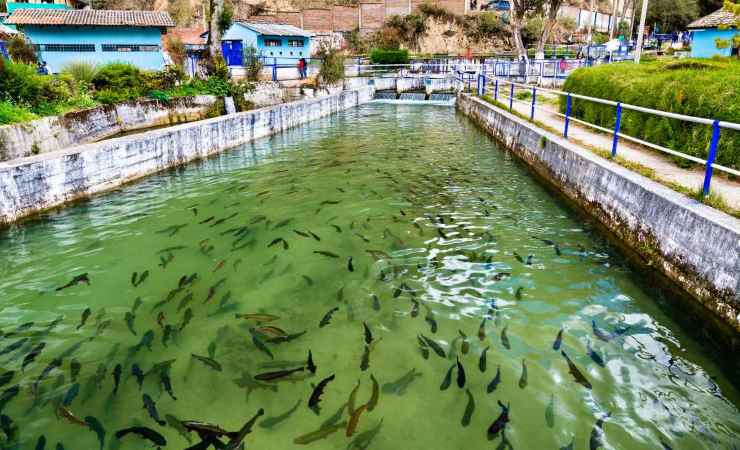 parere esperti salmone