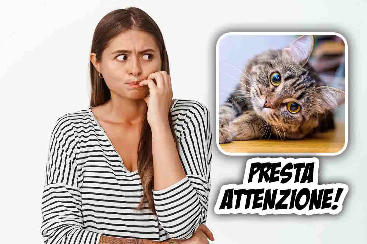 comportamento strano gatto