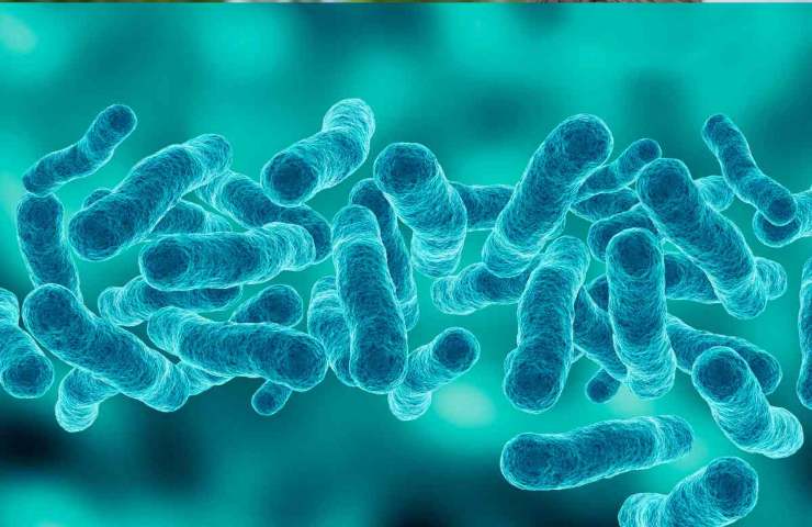 Attenzione al batterio della legionella