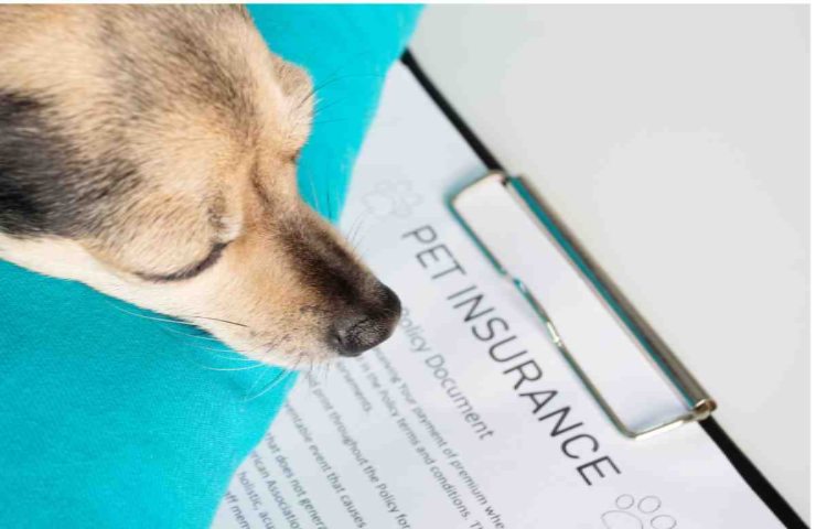 assicurazione cani conviene davvero?
