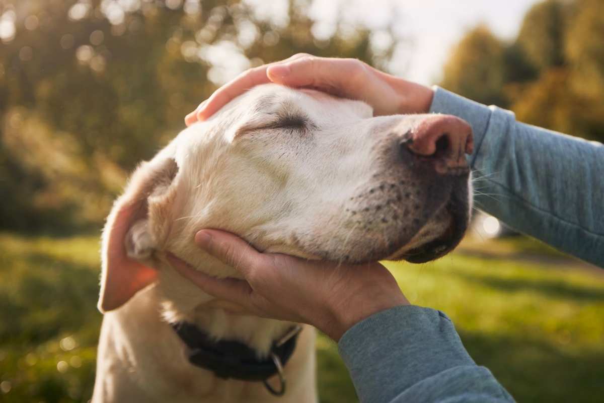 età cane più vecchio del mondo