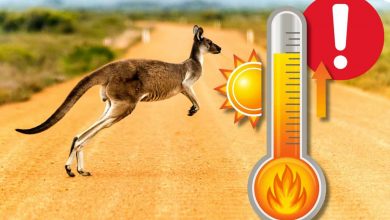 Il caldo record in Australia spaventa l'Europa