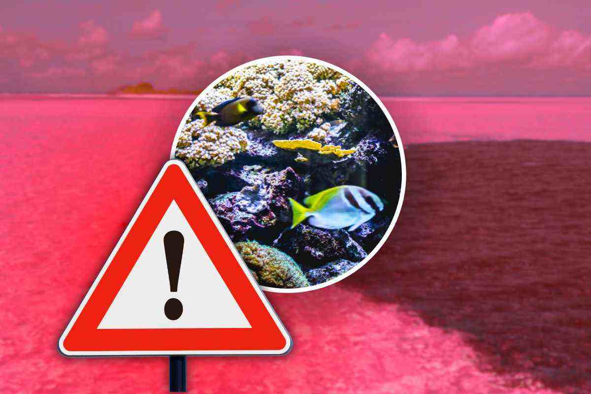 danni caraibi barriera corallina