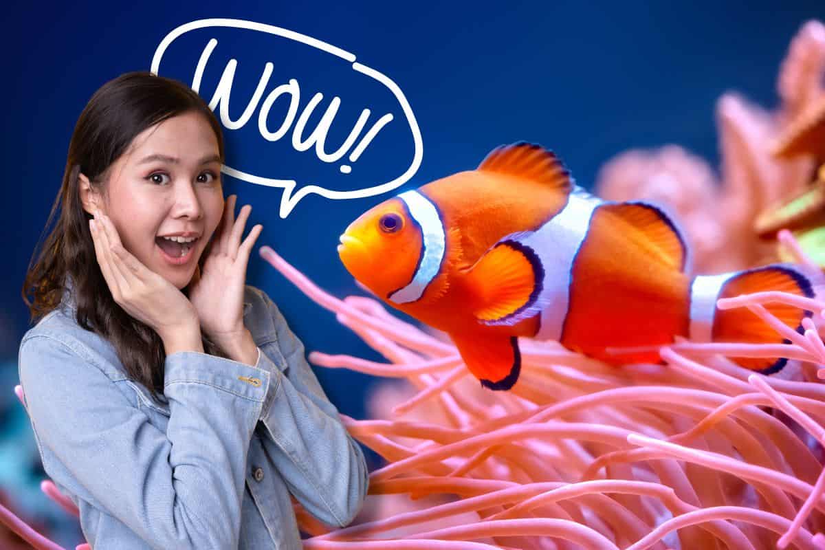 abilità pesce pagliaccio
